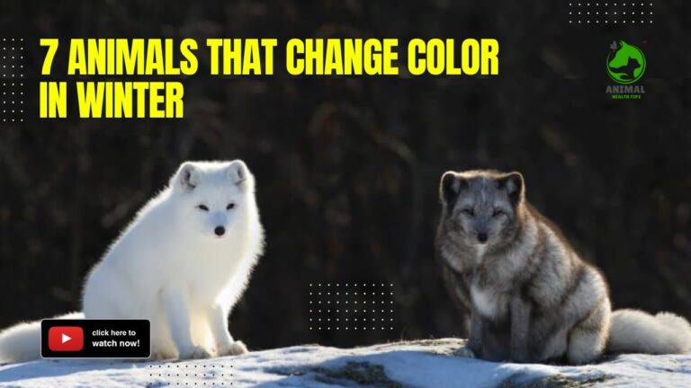 6 Animals That Change Color in the Winter: How and Why They Do It