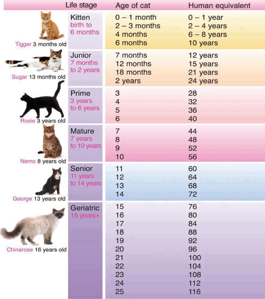 Average Lifespan of Cats
