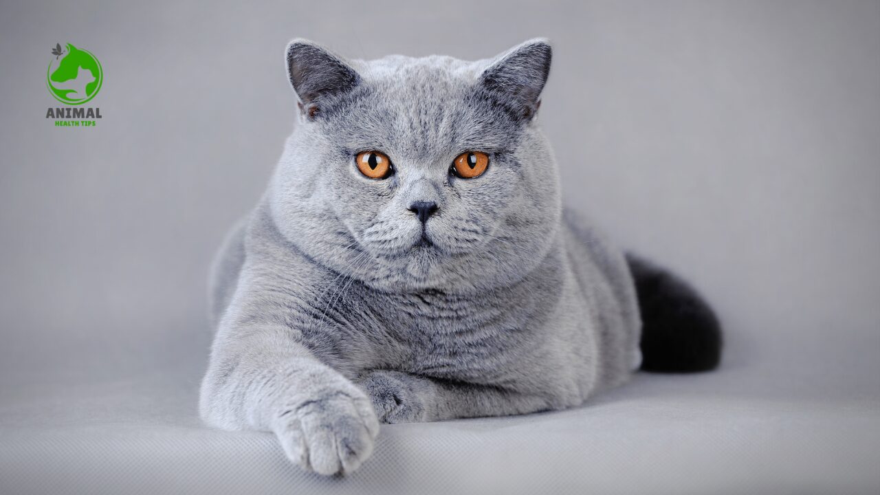 Image result for British Shorthair: The Ultimate Guide to the Teddy Bear Cat - Animal ...
