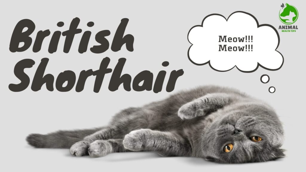 British Shorthair: The Ultimate Guide to the Teddy Bear Cat
