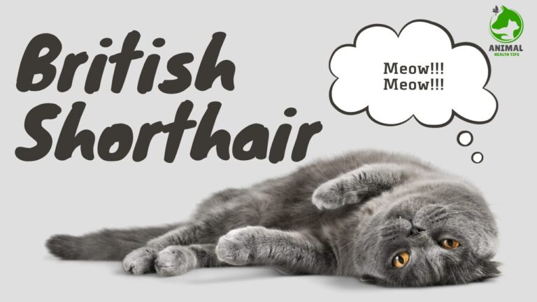 British Shorthair: The Ultimate Guide to the Teddy Bear Cat