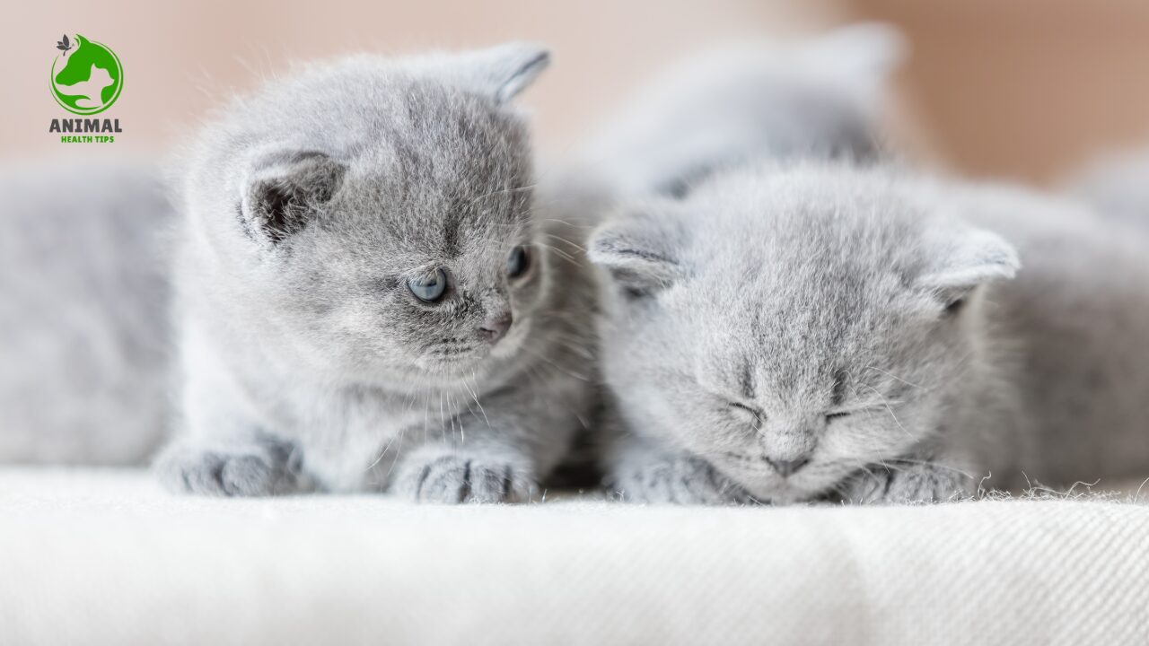 Buy or Adopt a British Shorthair Cat
