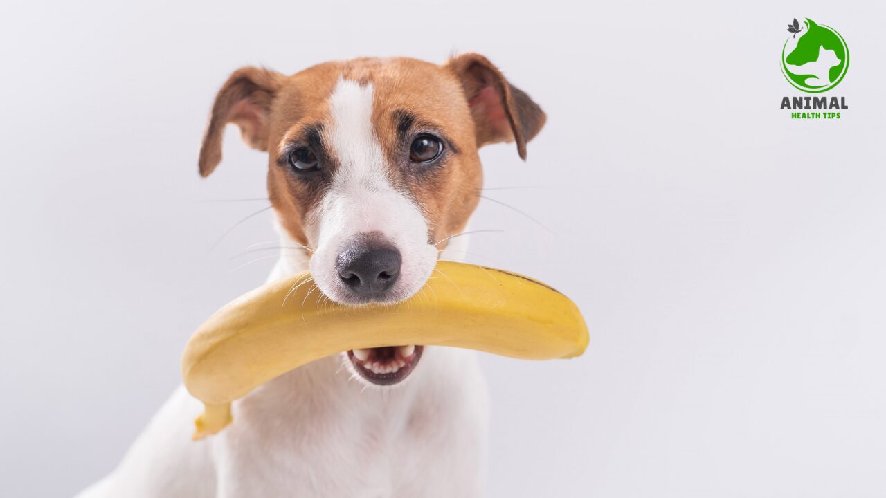Can Dogs Eat Bananas