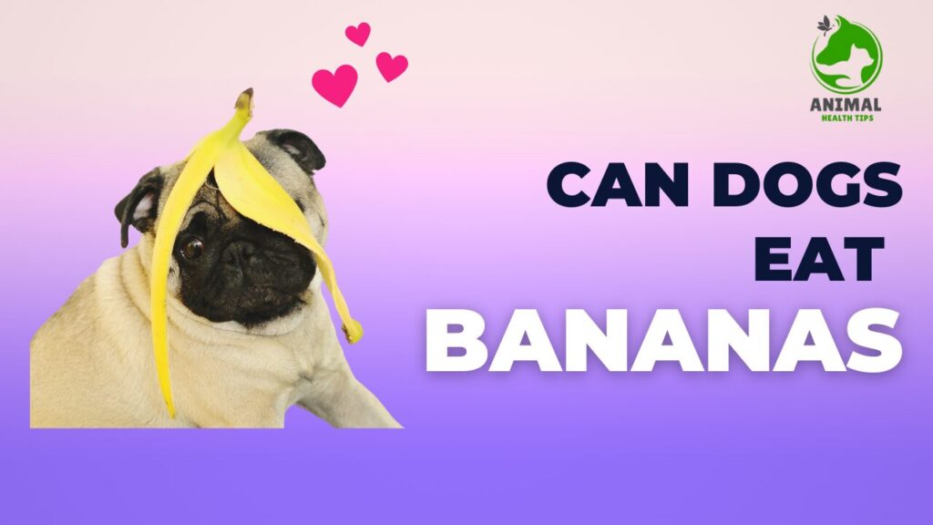 Can Dogs Eat Bananas? Benefits, Risks, and Tips