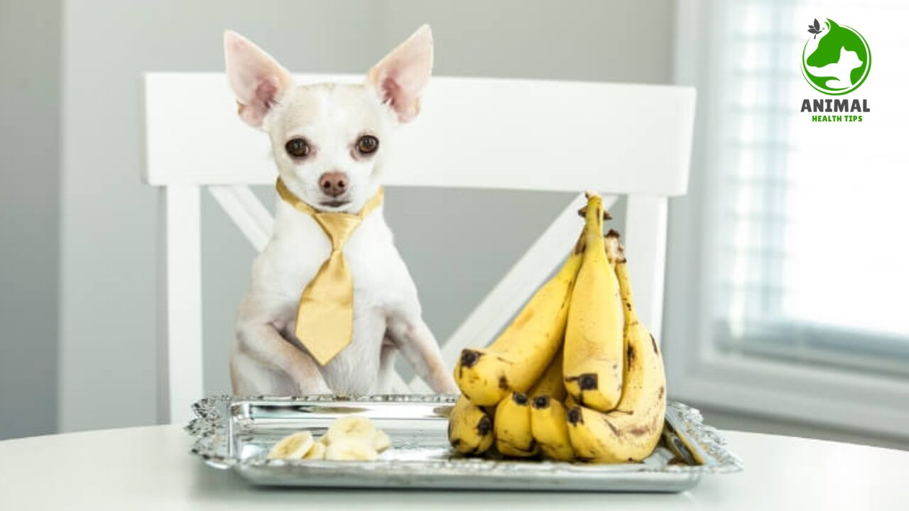 Can Dogs Eat Bananas