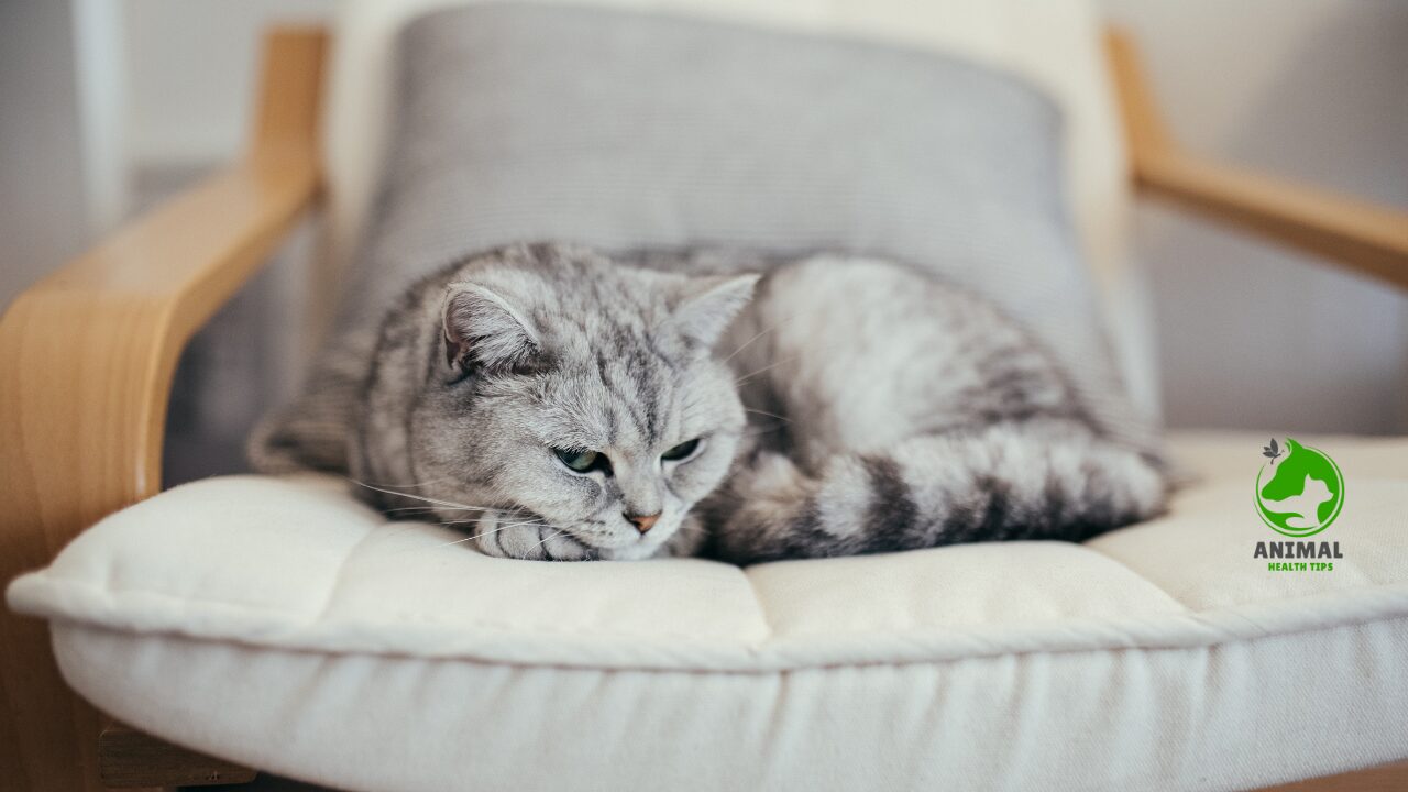 Care of the British Shorthair