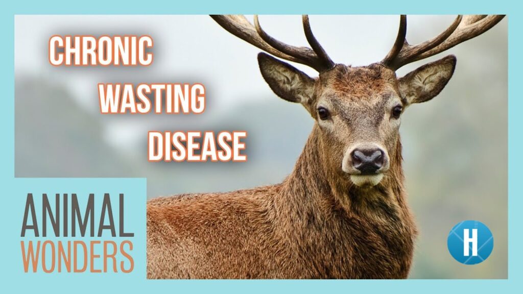 Chronic Wasting Disease: What You Need to Know