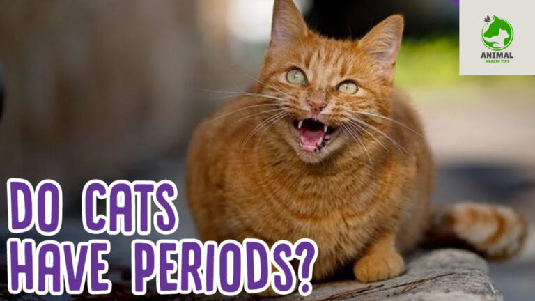 Do Cats Have Periods?