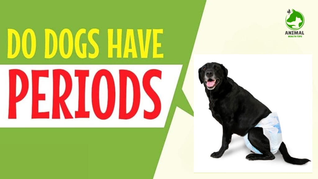 Do Dogs Get Periods?