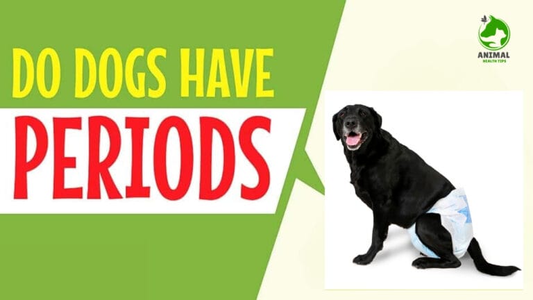 Do Dogs Get Periods?