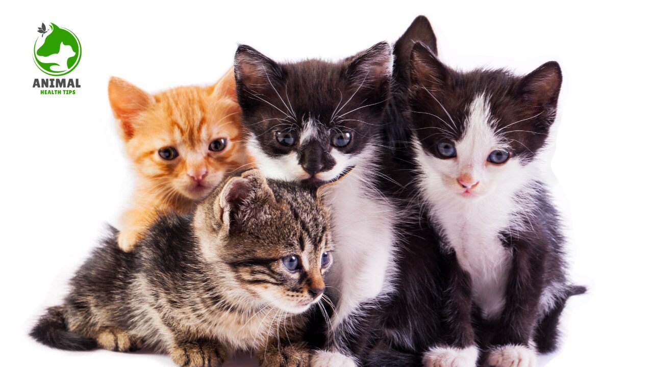 Factors That Affect Feline Lifespan