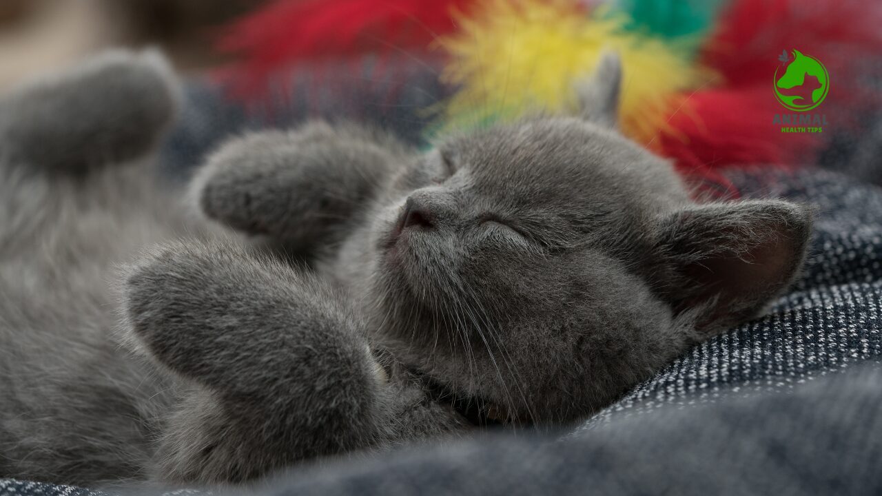 Health of the British Shorthair