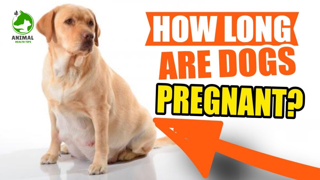 How Long Are Dogs Pregnant