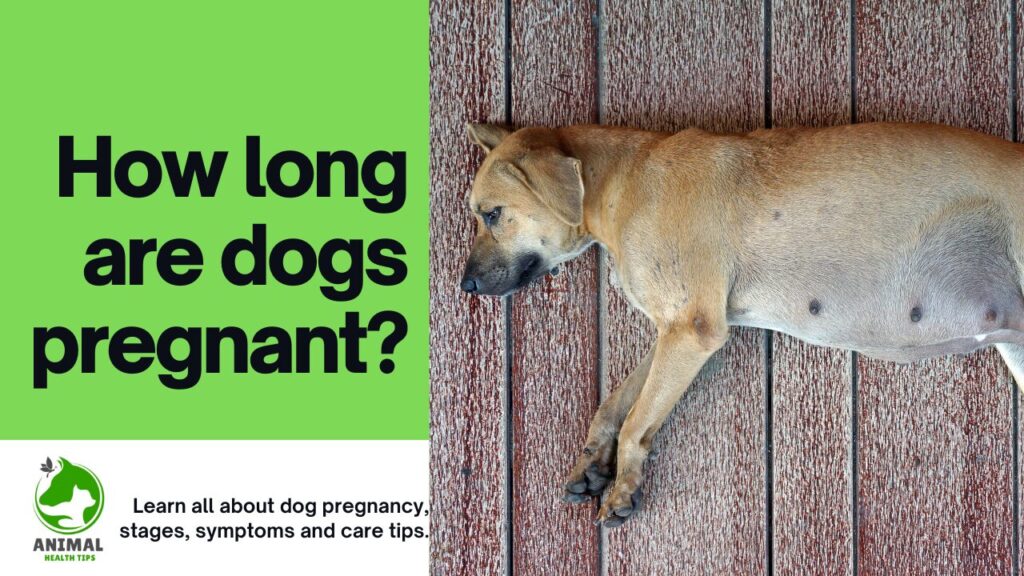 How Long Are Dogs Pregnant? A Complete Guide to Dog Pregnancy