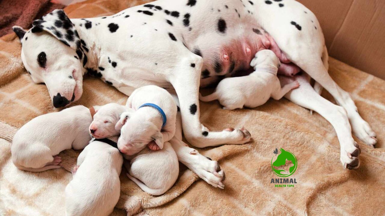 How Long Are Dogs Pregnant