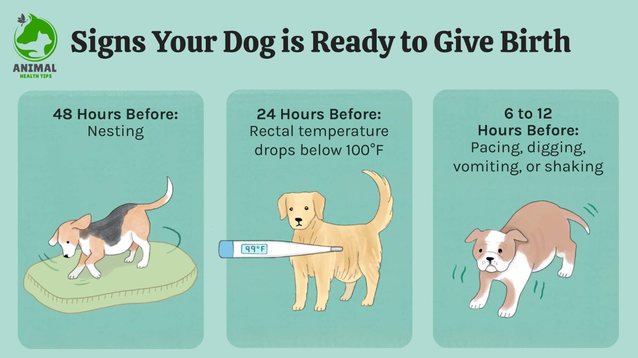 How Long Are Dogs Pregnant