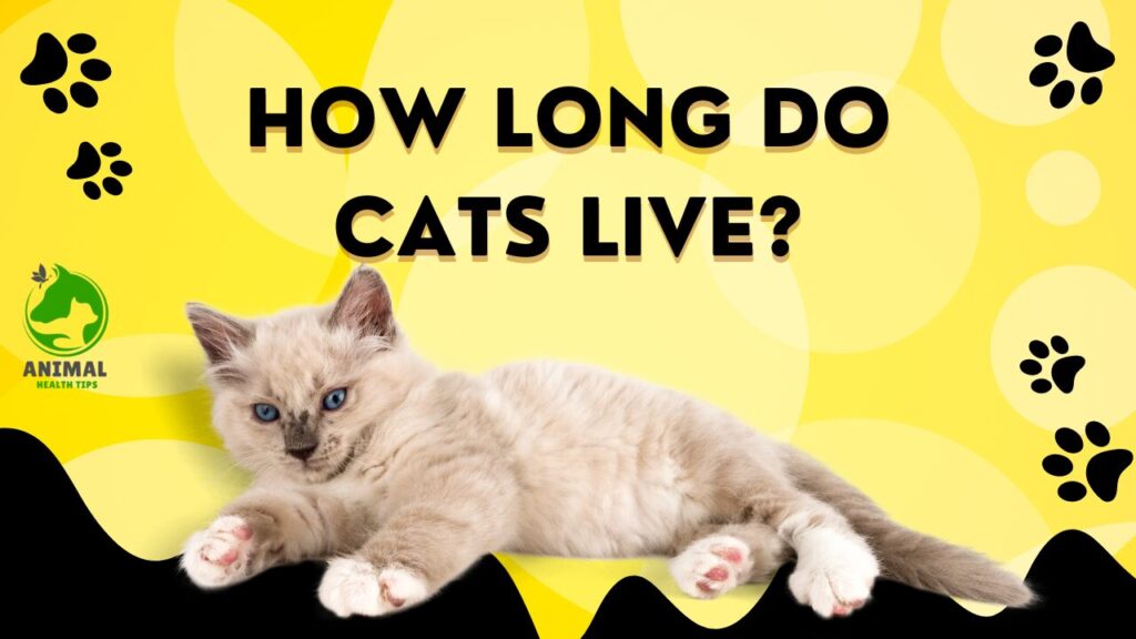 How Long Do Cats Live?