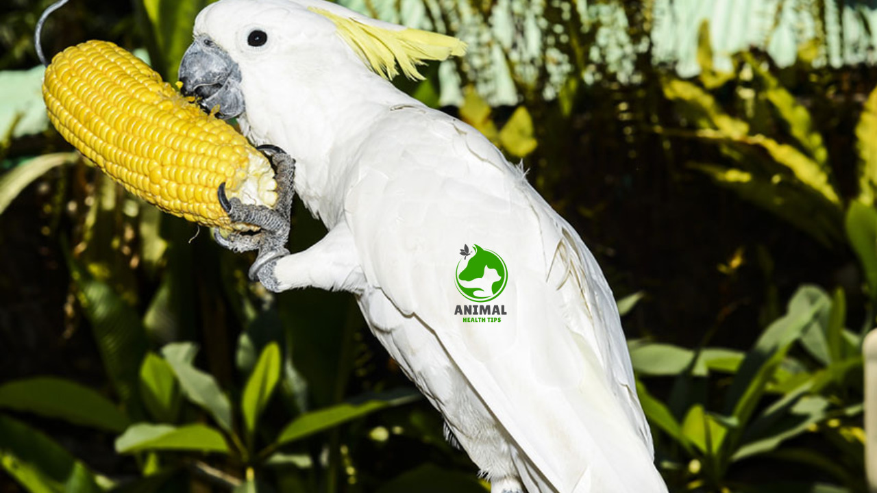 How to Feed Corn to Your Parrot