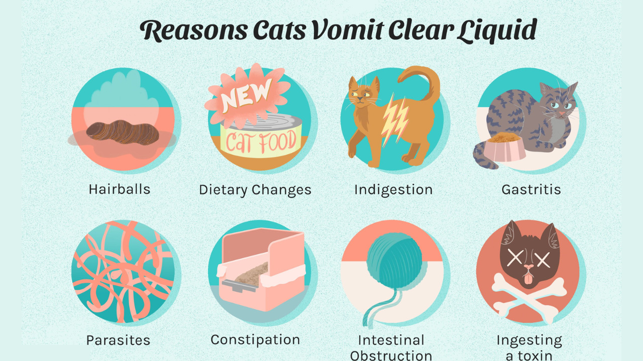How to Prevent Cat Vomiting