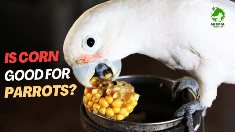 Is Corn Good for Parrots?