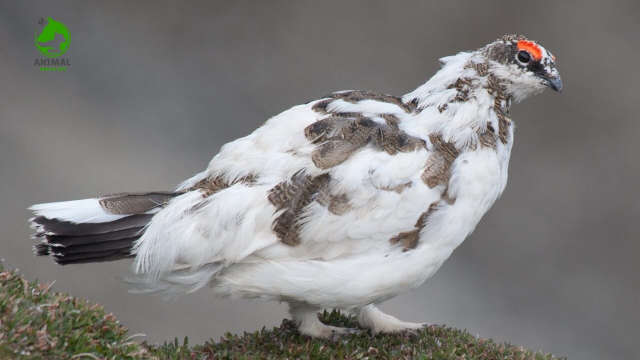 Ptarmigan