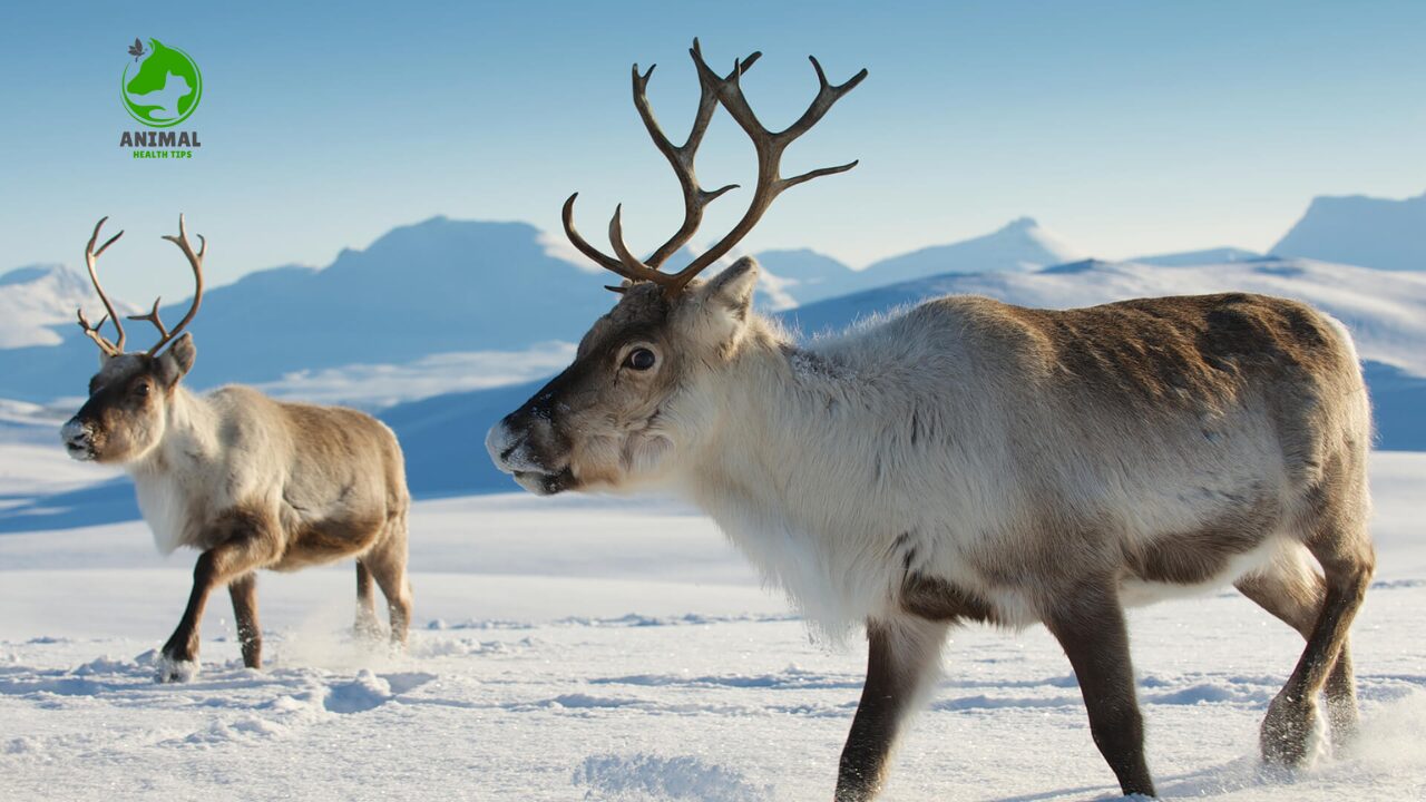 Reindeer