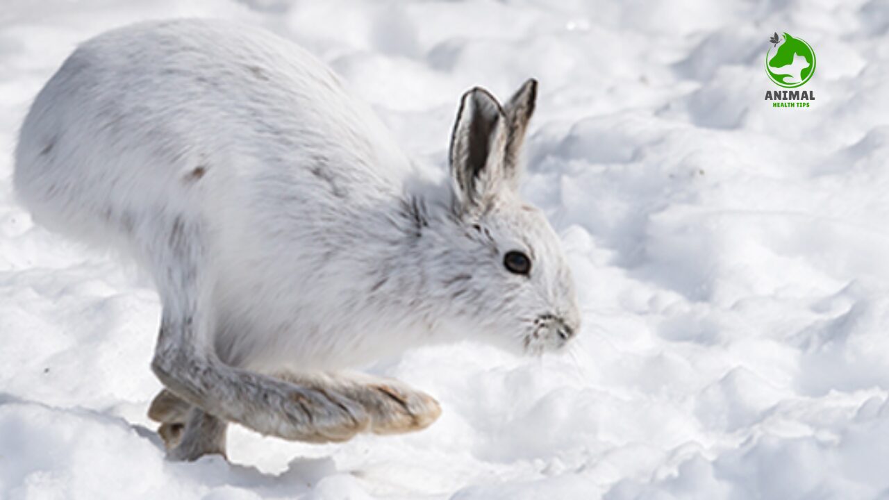 Snowshoe Hare