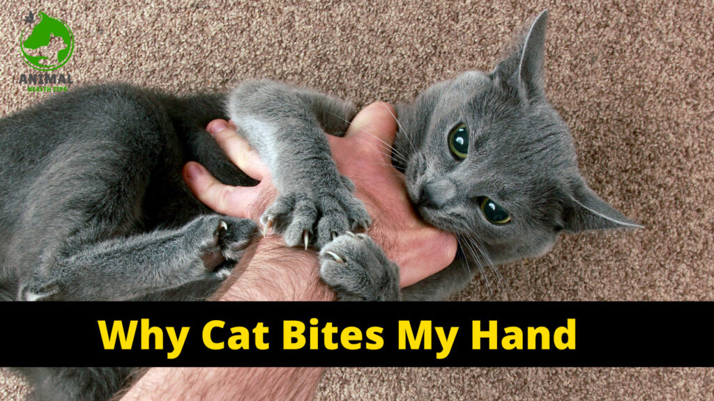 Why Cat Bites My Hand: Causes and Solutions