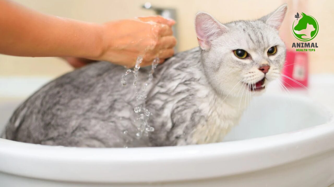 Why Do Cats Hate Water?