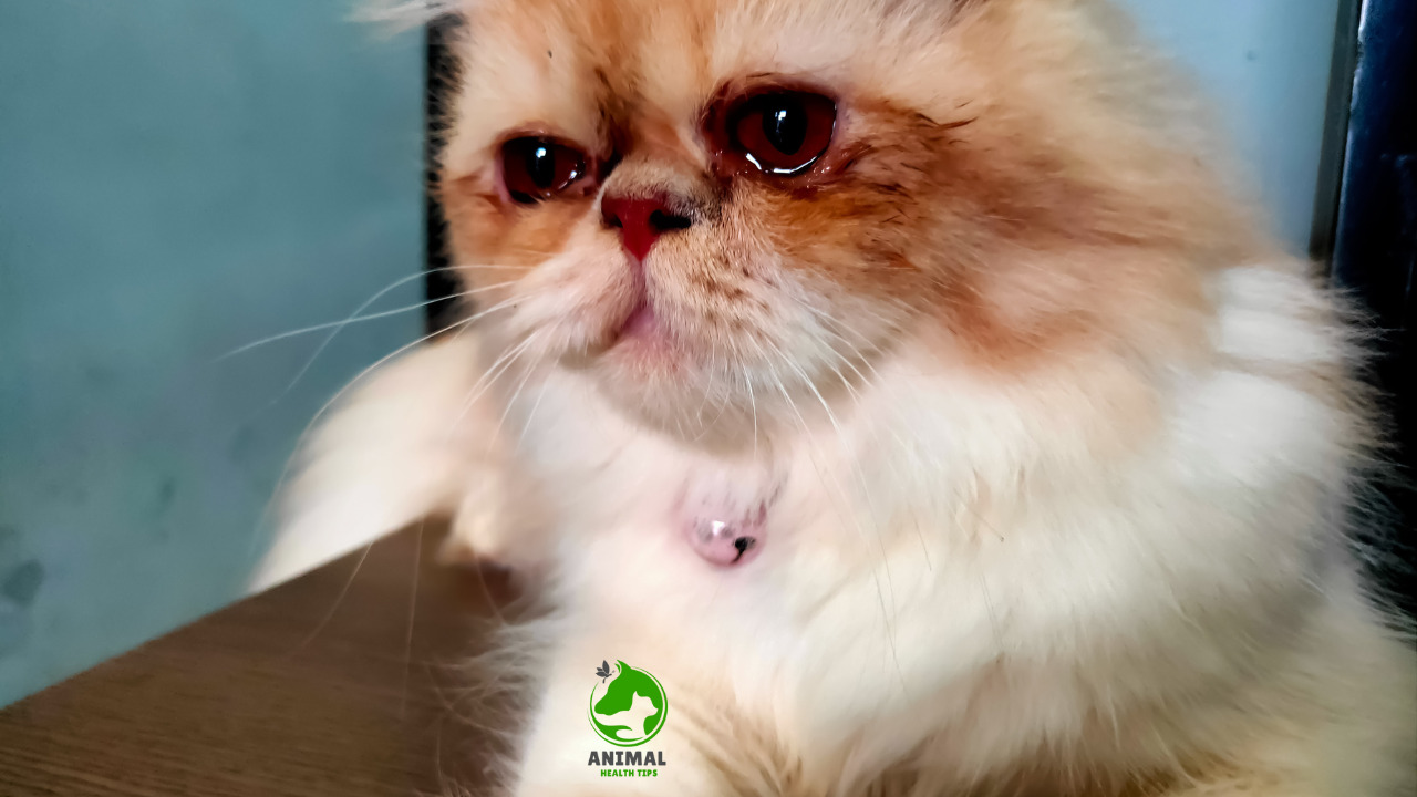 Why Cats Cry at Night