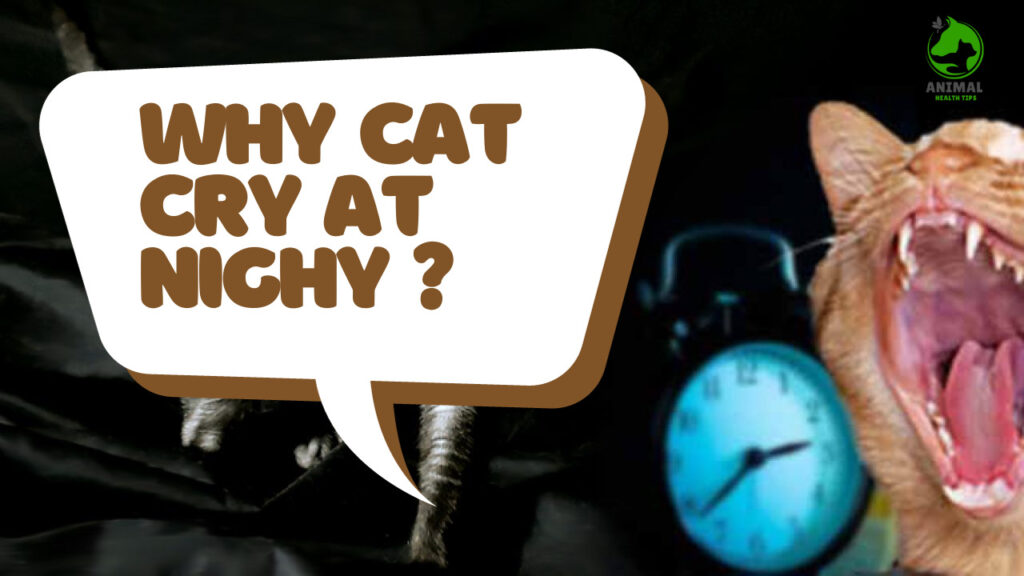 Why Cats Cry at Night