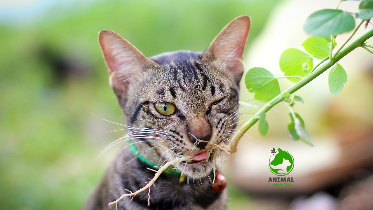 Why Do Cats Eat Grass