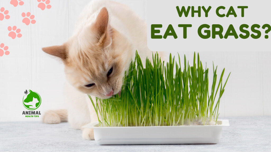 Why Do Cats Eat Grass?