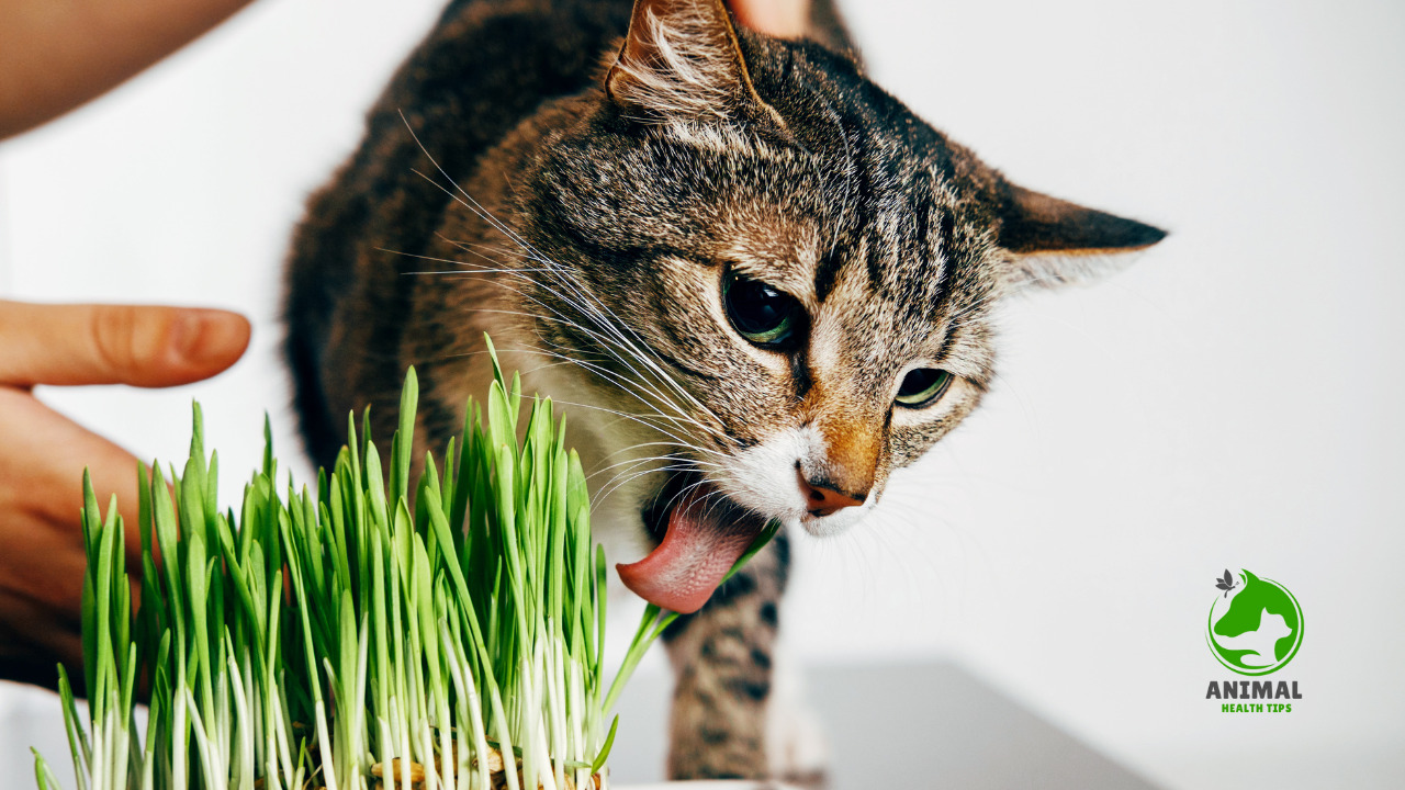Why Do Cats Eat Grass