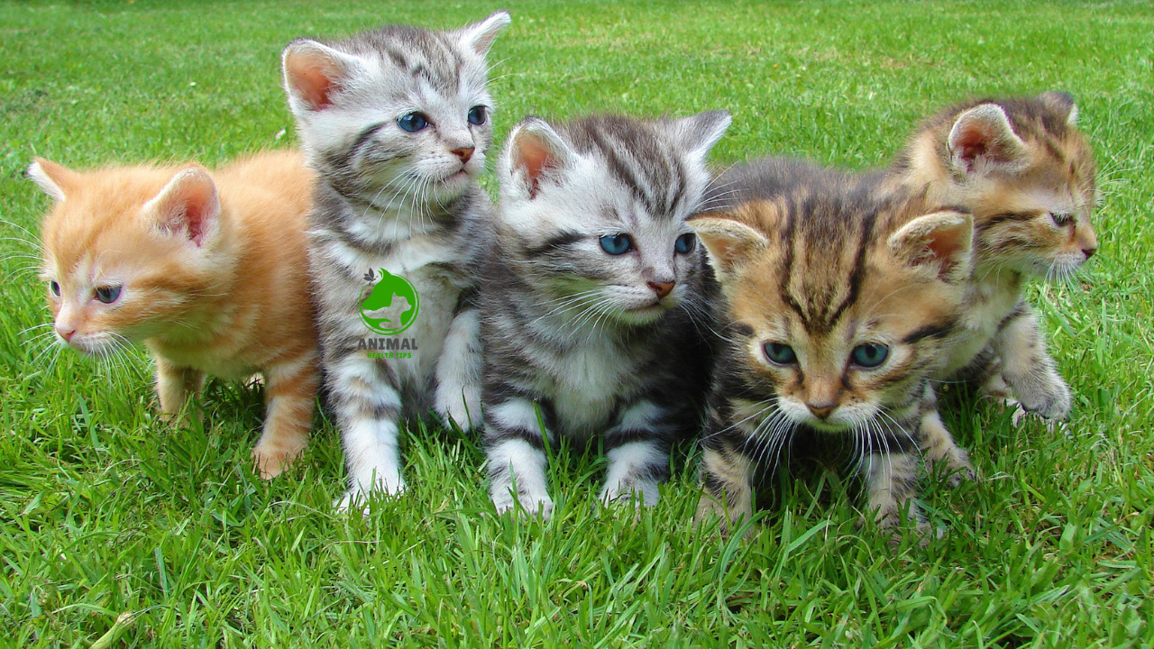 Why Do Cats Eat Their Kittens