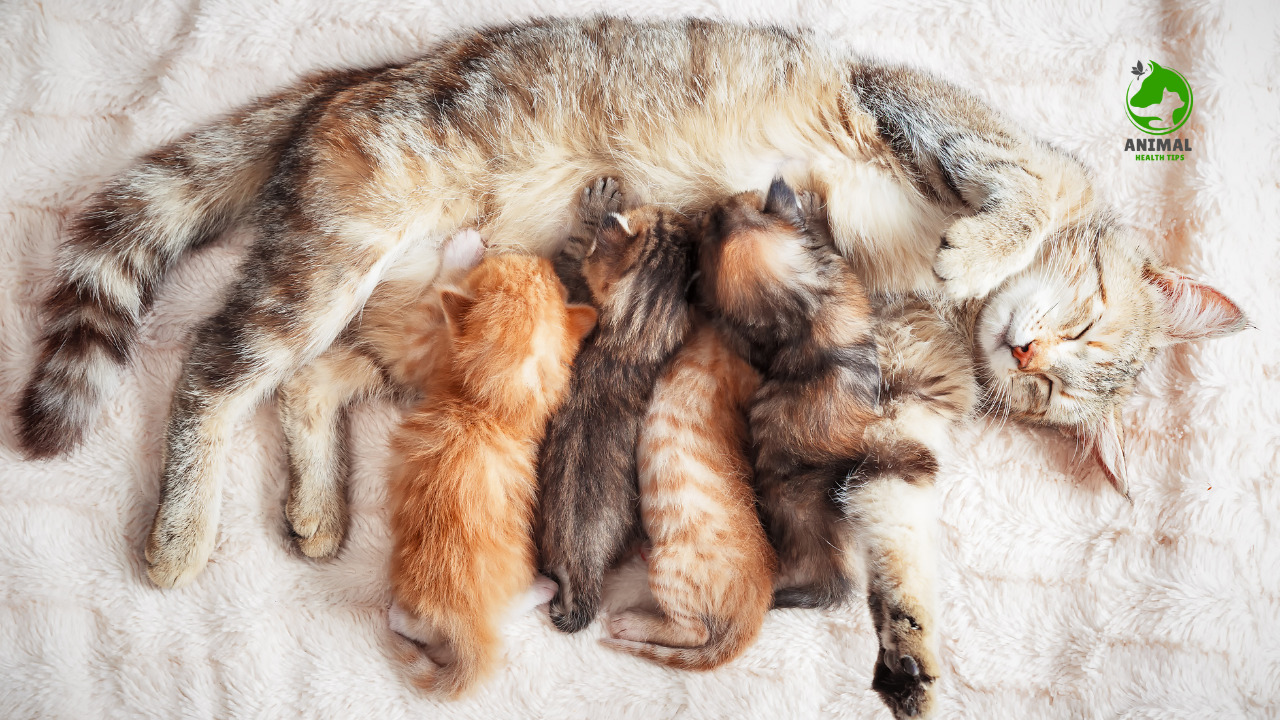 Why Do Cats Eat Their Kittens