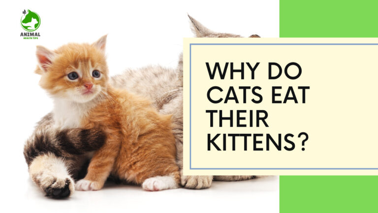 Why Do Cats Eat Their Kittens?