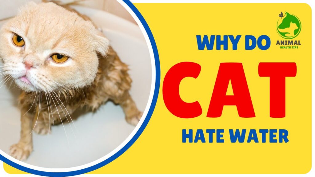 Why Do Cats Hate Water? The Surprising Truth Behind This Feline Myth
