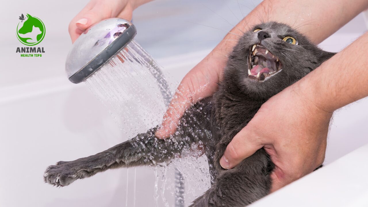 Why Do Cats Hate Water?