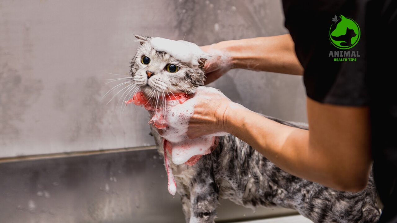 Why Do Cats Hate Water?