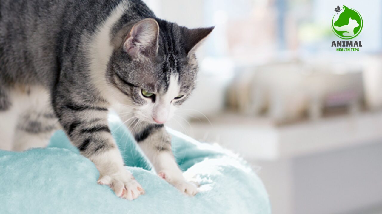 Why Do Cats Knead