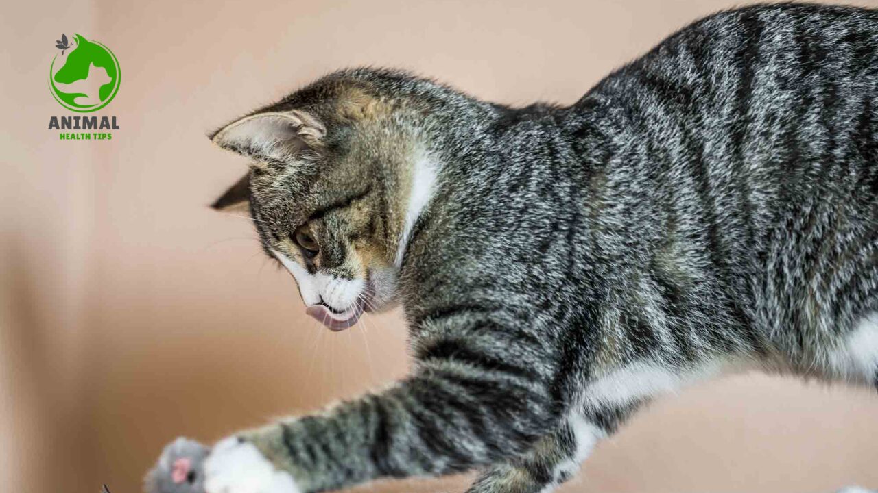Why Do Cats Knead