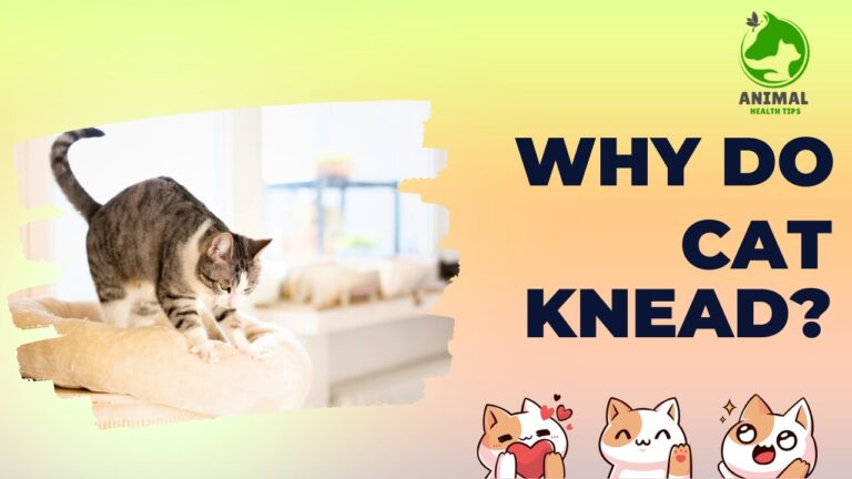 Why Do Cats Knead?