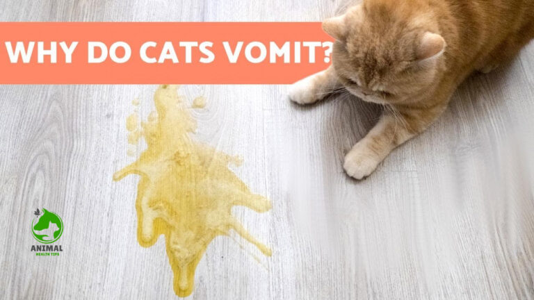 Why Do Cats Vomit and How to Prevent It