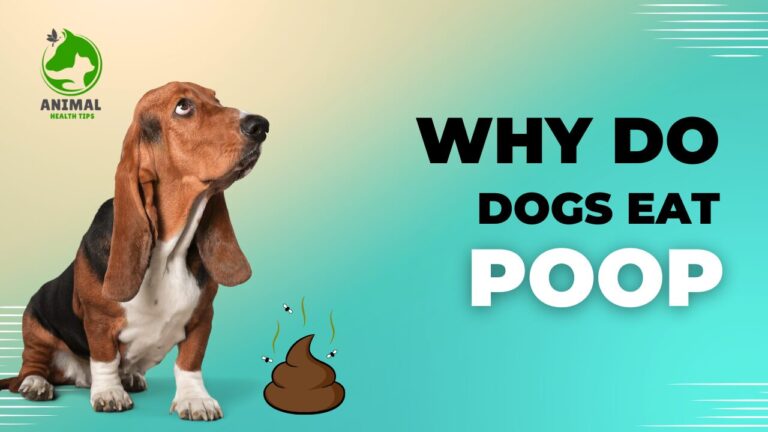 Why Do Dogs Eat Poop? Causes and Solutions