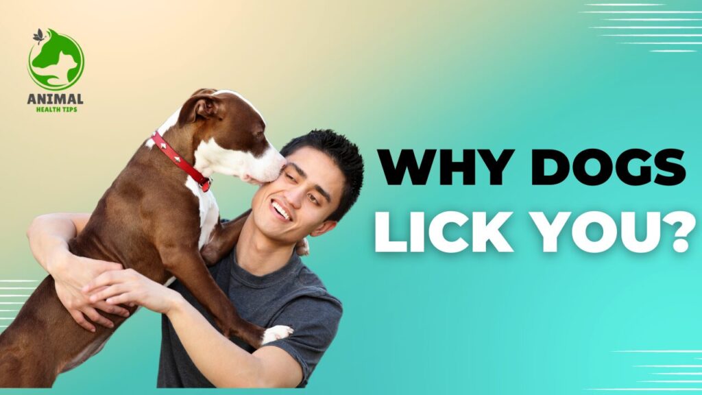 Why Do Dogs Lick You? The Science Behind This Adorable Behavior