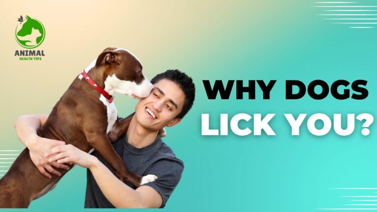 Why Do Dogs Lick You? The Science Behind This Adorable Behavior