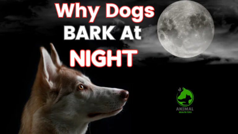Why Dogs Bark at Night and How to Stop It