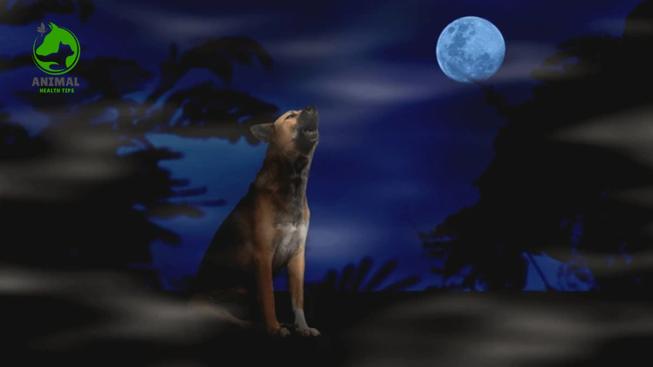 Why Dogs Bark at Night