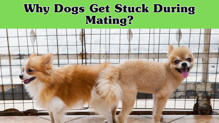 Why Dogs Get Stuck During Mating: The Science Behind The “Tie”